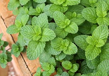 2-Ingredient Memory Booster- spearmint