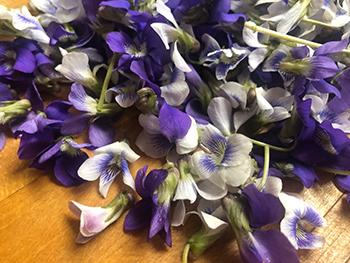 How to Make Medicinal Blooming Tea - Violets