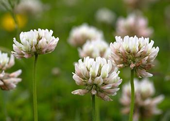 How to Make Medicinal Blooming Tea - White Clover