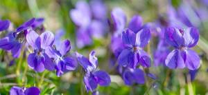 Sweet Violet Cover