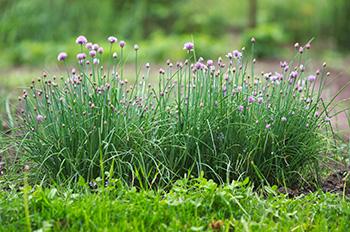 Where to Find Chives