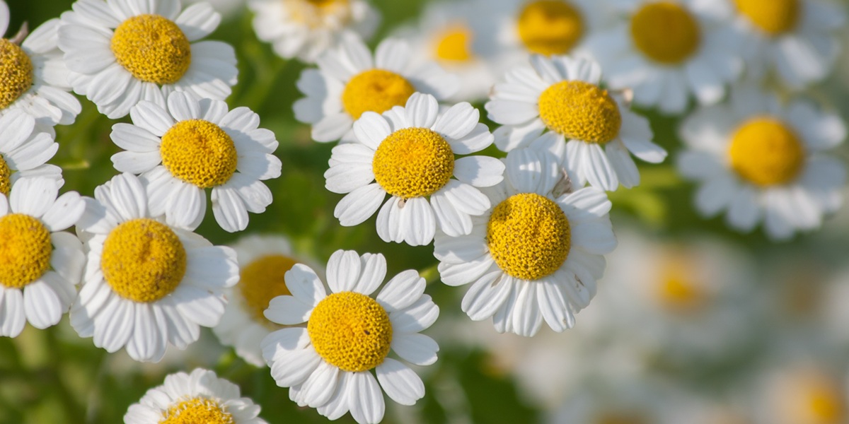 Feverfew