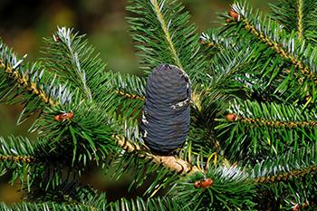5 'Miracle Trees' That the Native Americans Used for Medicine - Balsam Fir