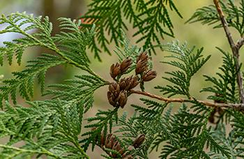 5 'Miracle Trees' That the Native Americans Used for Medicine - Eastern White Cedar