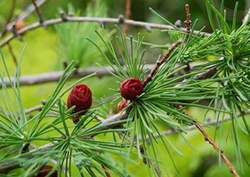 5 'Miracle Trees' That the Native Americans Used for Medicine - Larix laricina