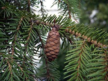 5 'Miracle Trees' That the Native Americans Used for Medicine - Picea mariana