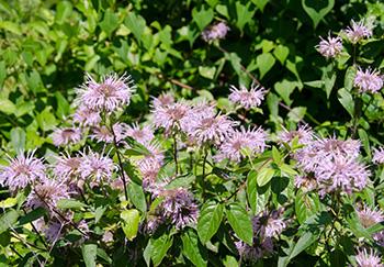 5 Plants that Keep Mosquitoes Away - Bee Balm