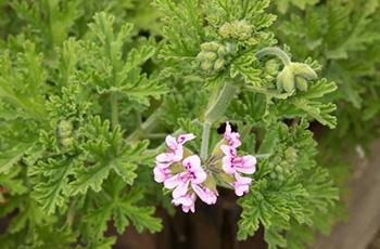 5 Plants that Keep Mosquitoes Away - Citronella