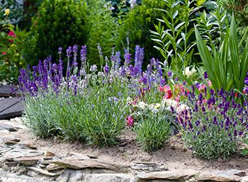 5 Plants that Keep Mosquitoes Away - Lavender