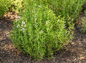 5 Plants that Keep Mosquitoes Away - Thyme