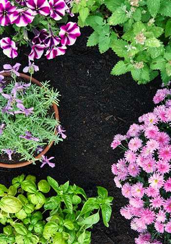 5 Plants that Keep Mosquitoes Away