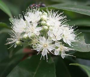 Backhousia-citriodora-3