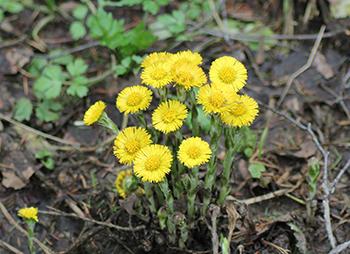 Coltsfoot - Growing 1