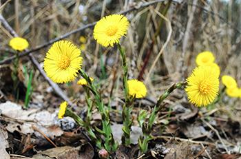 Coltsfoot - Growing 2