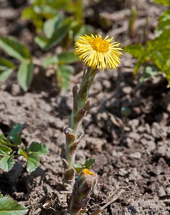 Coltsfoot - Identification