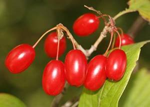 Cornus_officinalis