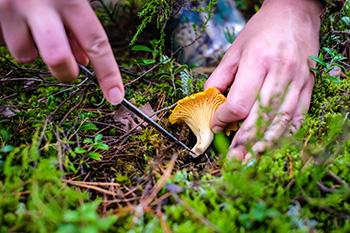 Foraging Calendar - What to Forage in July - Chantarelle