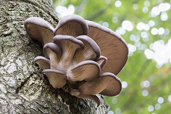 Foraging Calendar - What to Forage in July - Oyster Mushroom