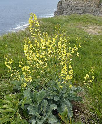 Foraging Calendar - What to Forage in July - Wild Cabbage