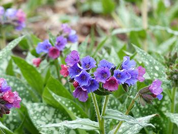 Growing - Lungwort