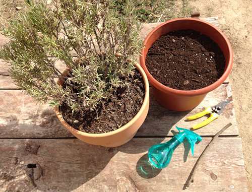 How to Grow Your Own Lavender From Cuttings 1