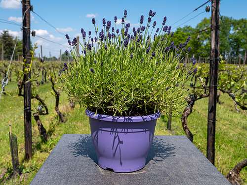 How to Grow Your Own Lavender From Cuttings - Benefits