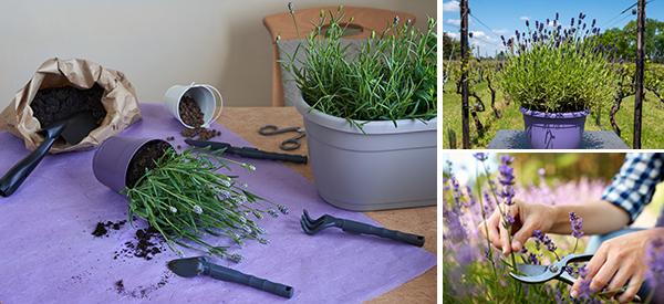 How to Grow Your Own Lavender From Cuttings