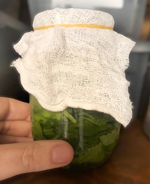 How to Make the Popeye Spinach Tincture - step 7