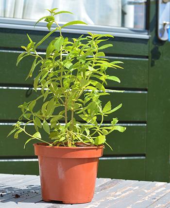 Lemon Verbena in a pot