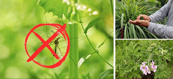 5 Plants That Keep Mosquitoes Away