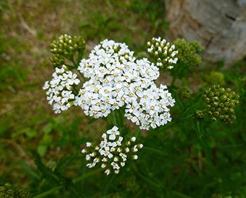 The Plant Doctors Are Begging People to Grow - Grow Yarrow