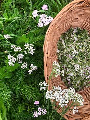 The Plant Doctors Are Begging People to Grow - Identification