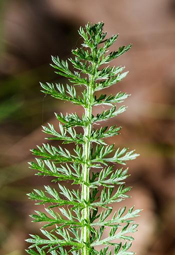 The Plant Doctors Are Begging People to Grow - Natural Remedies