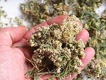 The Plant Doctors Are Begging People to Grow - Preserve Yarrow