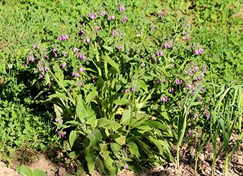 Growing Comfrey 2
