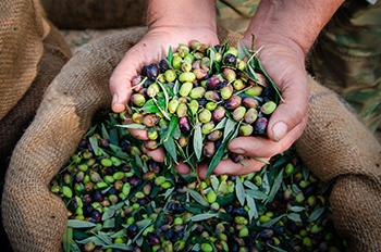 Olive Harvest 2