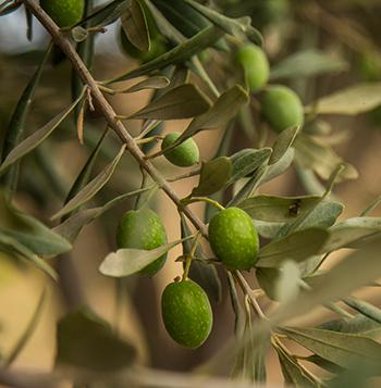 Olive - Identification