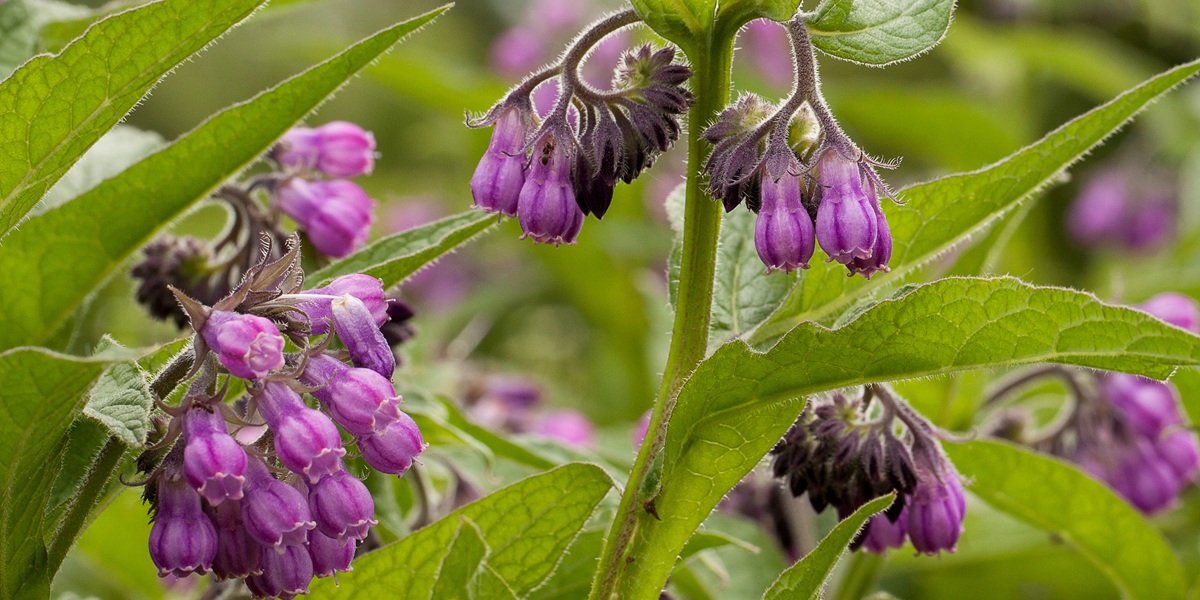beautiful flower comfrey blooming in a field or a meadow