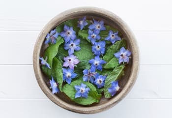 10 Flowers You Did Not Know You Can Pickle- Borage