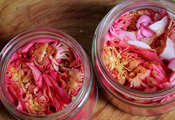 10 Flowers You Did Not Know You Can Pickle- Camellia