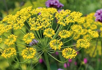 10 Flowers You Did Not Know You Can Pickle- Fennel