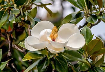 10 Flowers You Did Not Know You Can Pickle- Magnolia