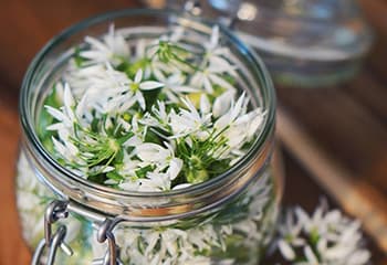 10 Flowers You Did Not Know You Can Pickle- Wild Garlic Flower