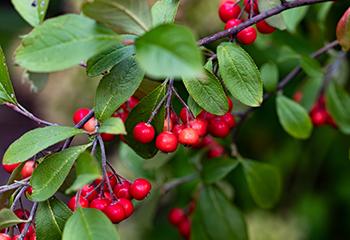 August Foraging - Chokeberries