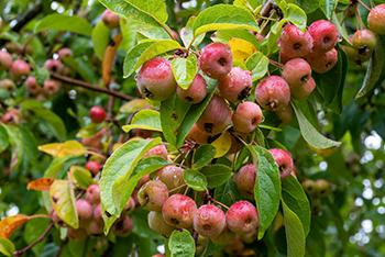 August Foraging - Crab Apple