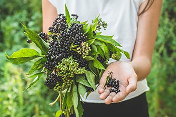 August Foraging - Elderberry