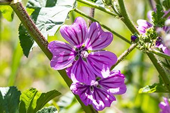 August Foraging - Mallow