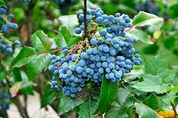 August Foraging - Oregon Grape