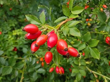 August Foraging - Rosehips