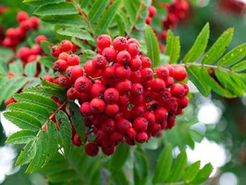 August Foraging - Rowan